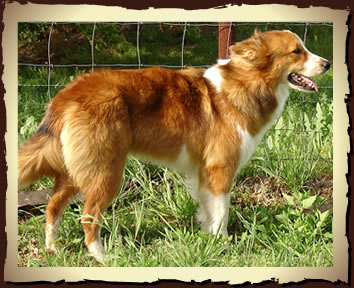 Collie farm hot sale